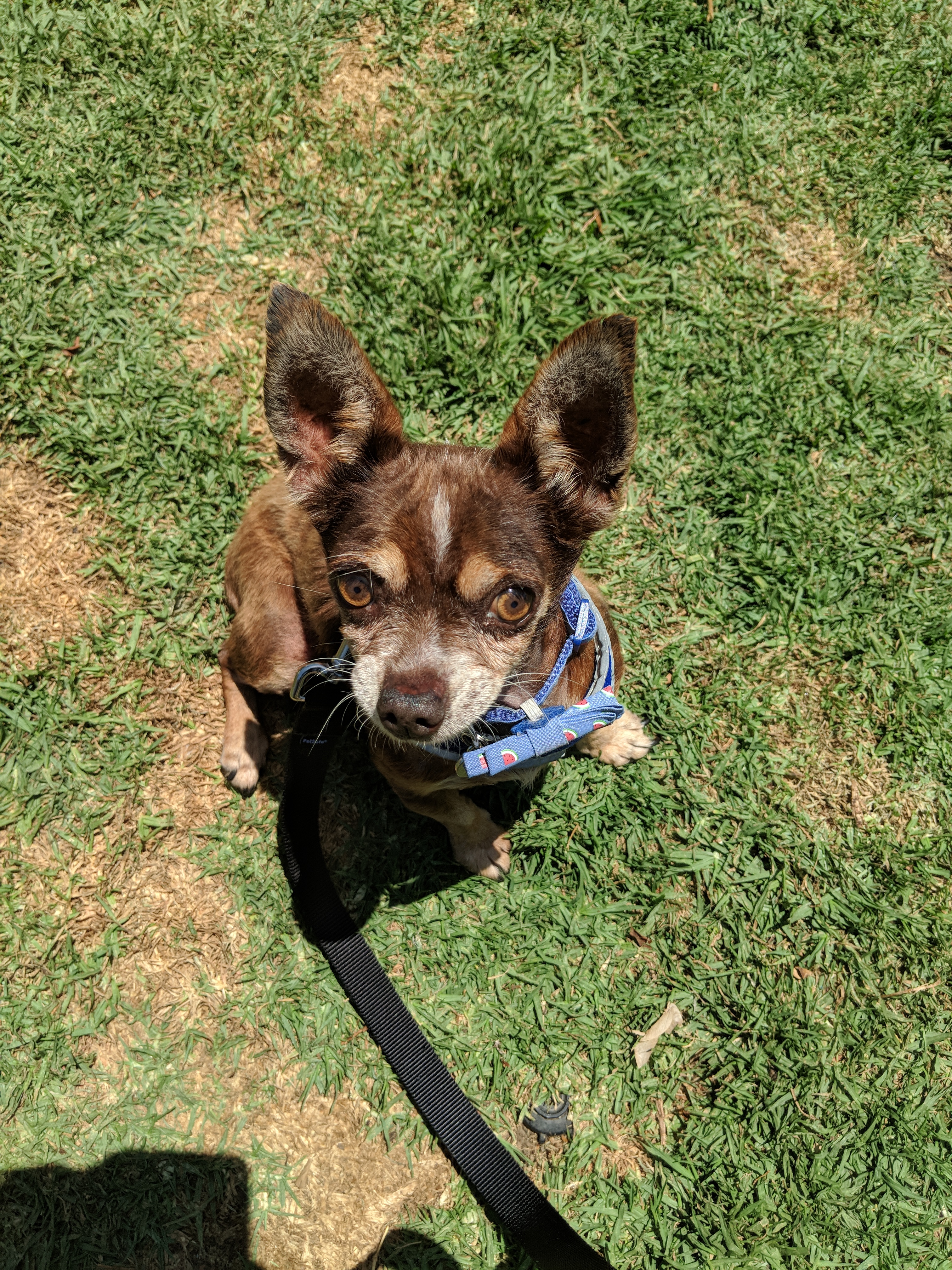 Dog walking volunteer session