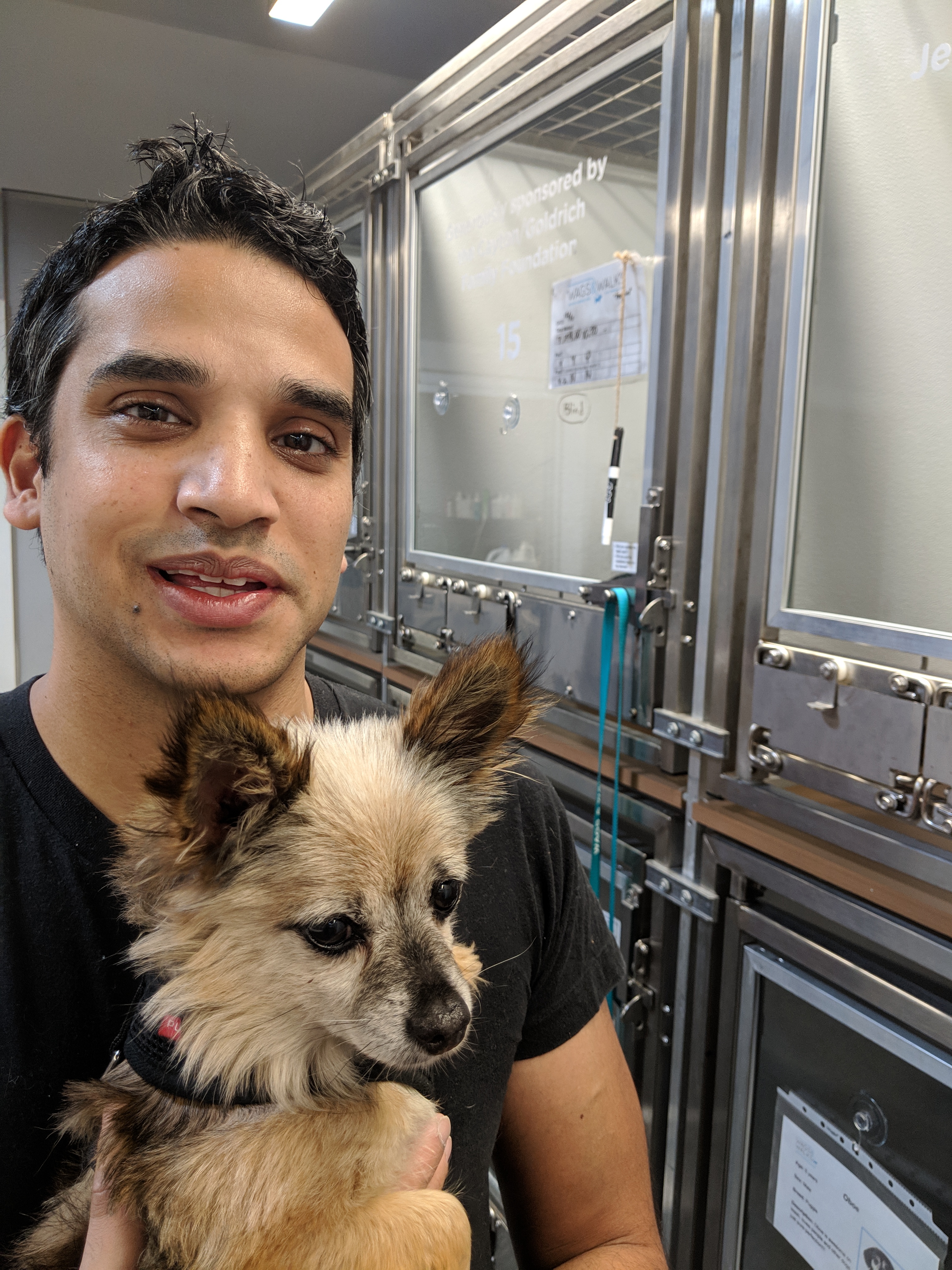 Rescue dog socialization